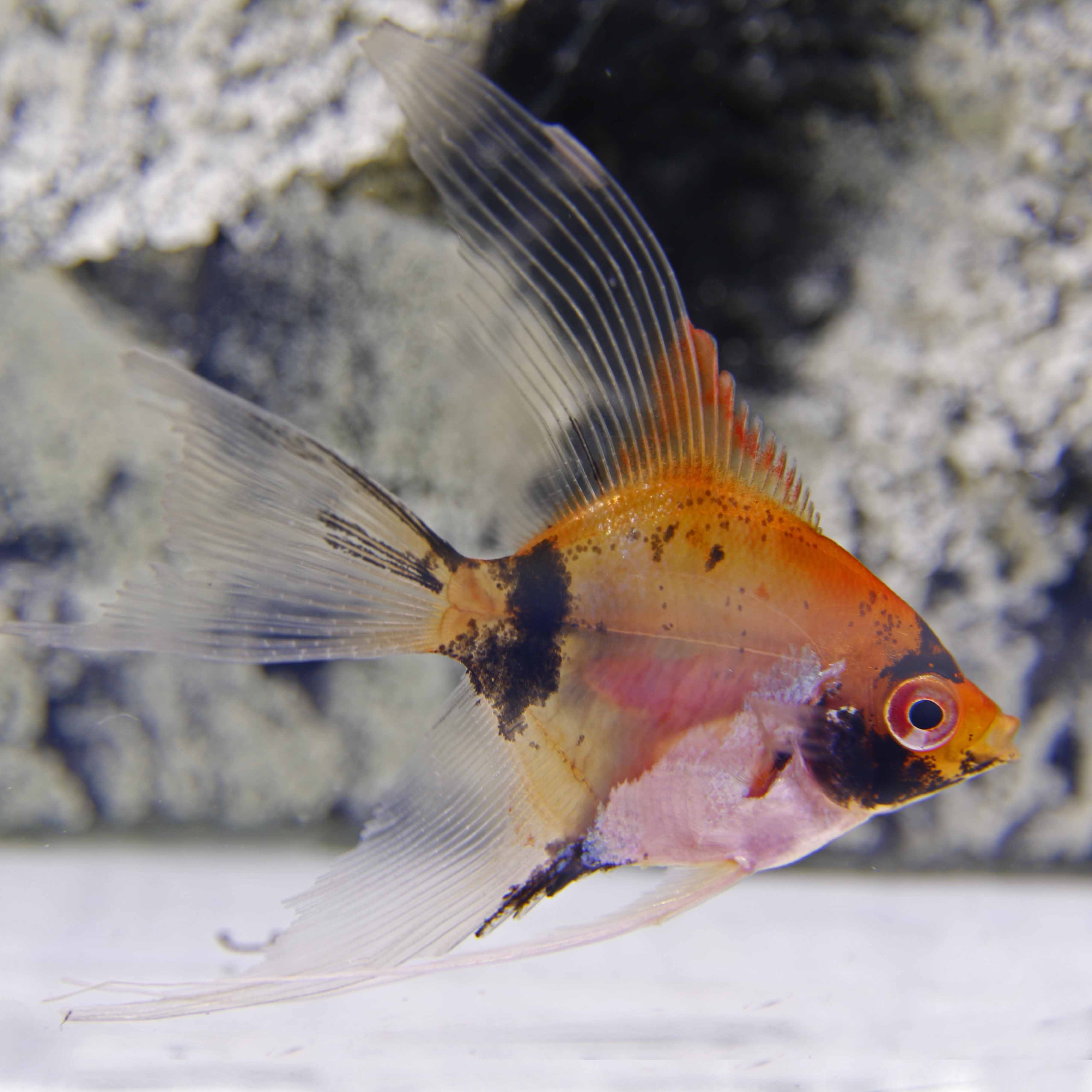 Pt.scalare   Maanvis red devil  SM